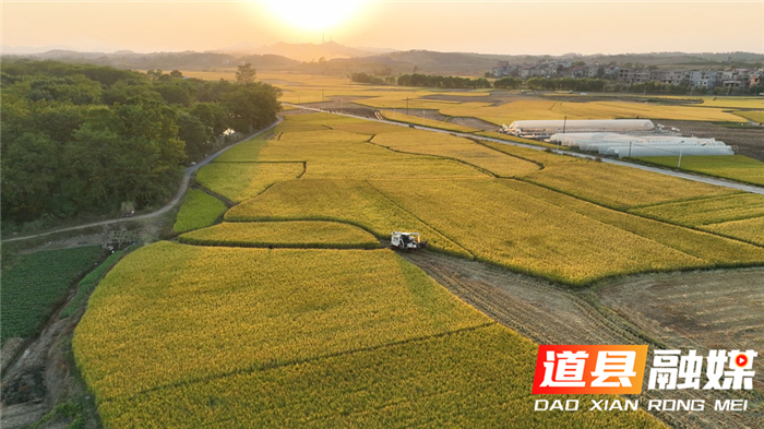 道县：抢收晚稻、抢种油菜“稻稻油”模式助农增收